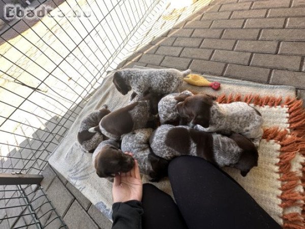 Német vizsla kölykök gazdit keresnek