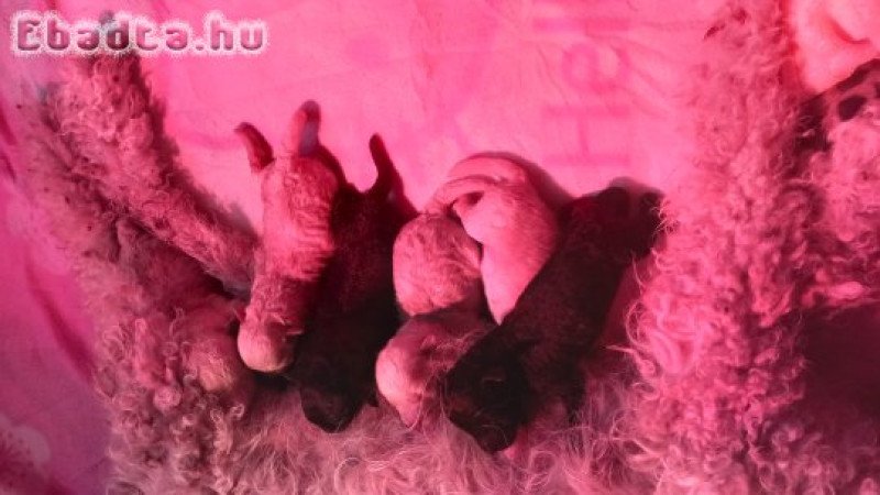 Kis méretü kis pulik