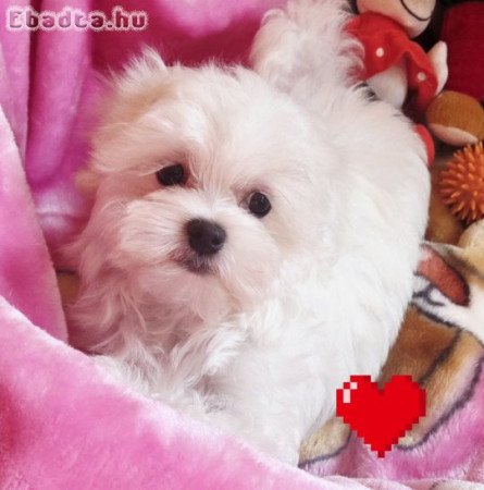 Gyönyörűszép  Bichon Havanese kiskutyák eladók