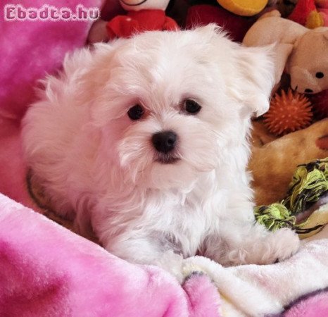 Gyönyörűszép  Bichon Havanese kiskutyák eladók