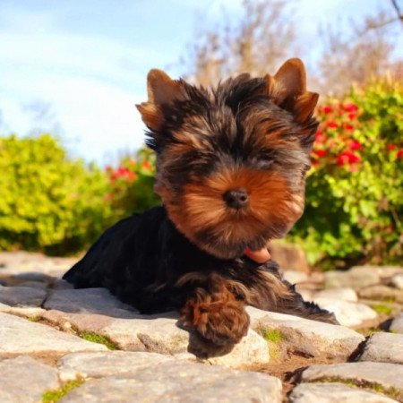 Yorkshire terrier