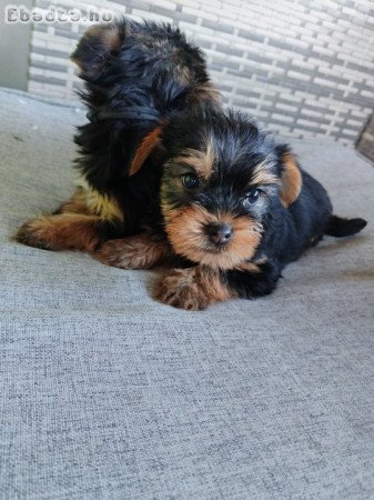 Kan Yorkshire Terrier kölyök kutya