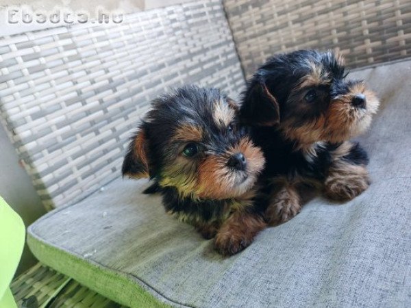 Kan Yorkshire Terrier kölyök kutya