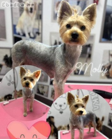 Kan Yorkshire Terrier kölyök kutya