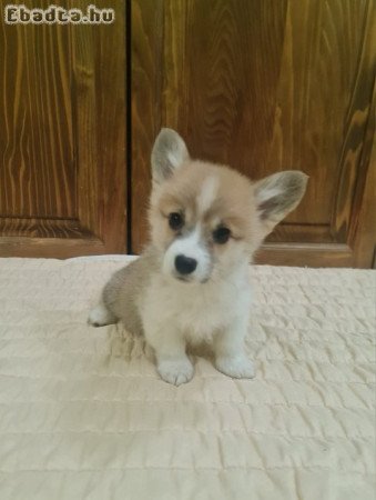 Corgi Welsh Pembroke