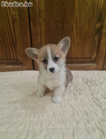 Corgi Welsh Pembroke