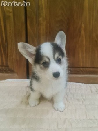 Corgi Welsh Pembroke