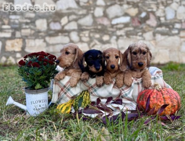 Szálkásszőrű törpe tacskó