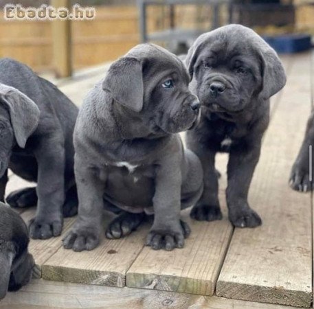 Gyönyörű Cane Corso kölykök