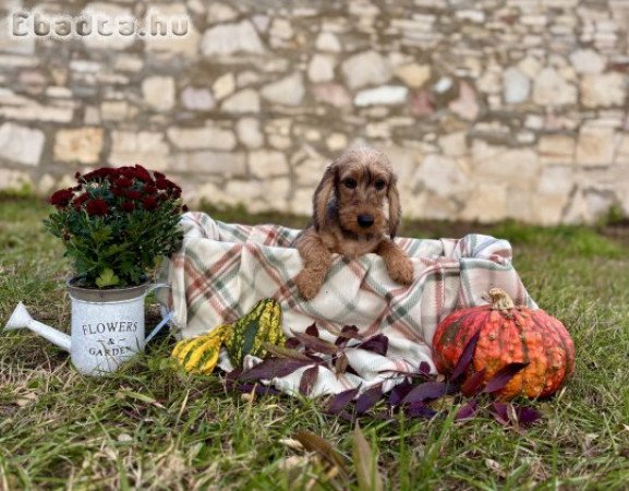 Szálkásszőrű törpe tacskó