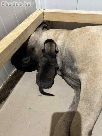 BEN DOG’S Bullmastiff FCI Kennel