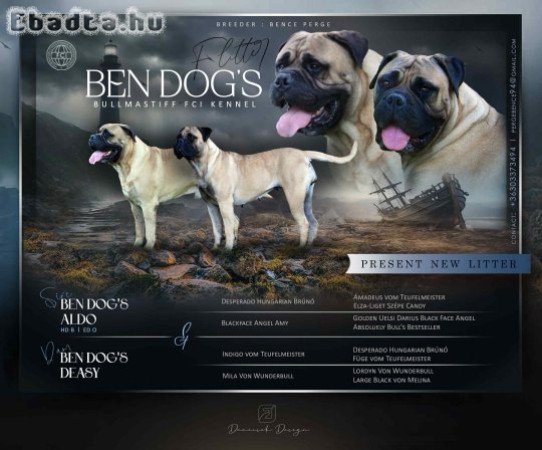 BEN DOG’S Bullmastiff FCI Kennel