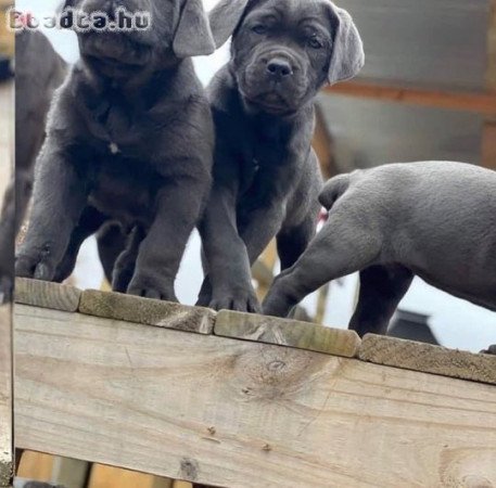 Gyönyörű Cane Corso kölykök