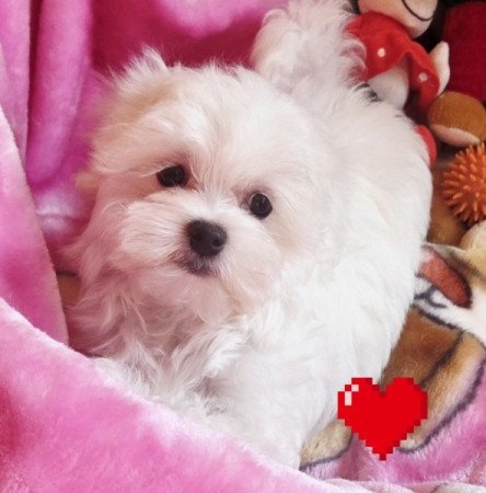 Bichon Havanese