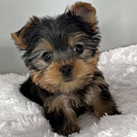 Yorkshire terrier