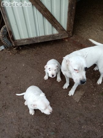 3 hónapos Argentin Dog