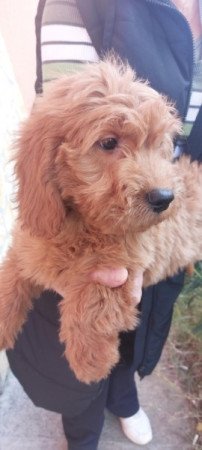 Goldendoodle
