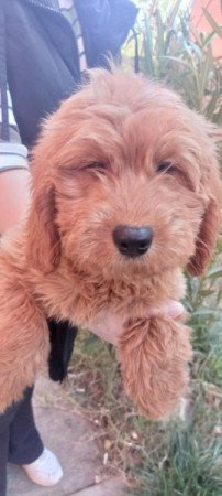 Goldendoodle