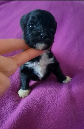 Máltai+uszkár=Maltipoo havanese bichon