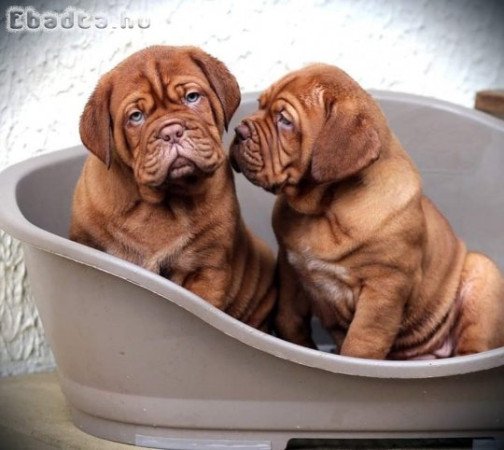 Dogue De Bordeaux kölykök kaphatók