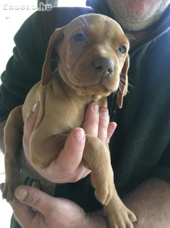 Simaszőrű magyar vizsla kölykök