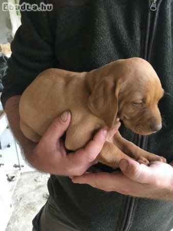 Simaszőrű magyar vizsla kölykök