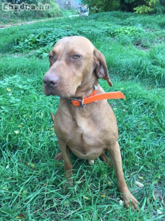 Simaszőrű magyar vizsla kölykök