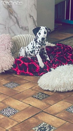 Dalmata kisfiú