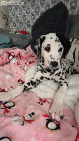 Dalmata kisfiú