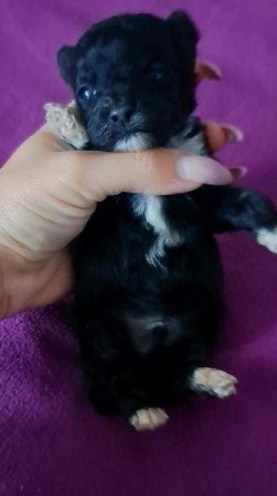 Máltai+uszkár=Maltipoo havanese bichon