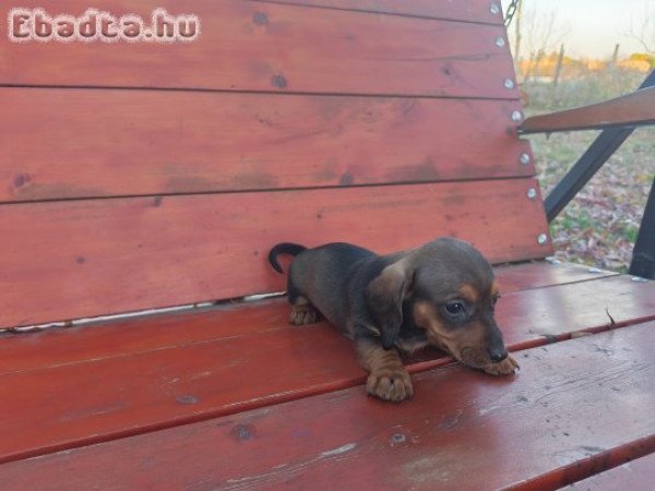 Törpe tacskó kiskutyák eladók