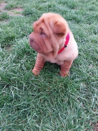 Shar pei sharpei shar-pei