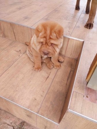 Shar pei sharpei shar-pei