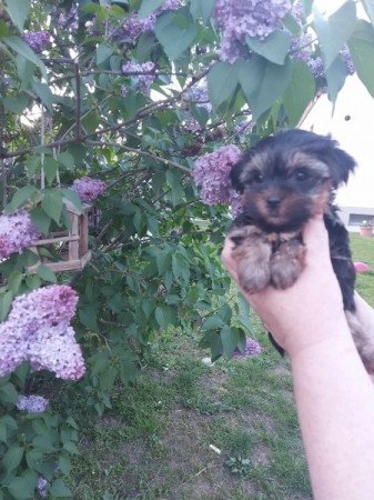 Yorki, yorkshire terrier