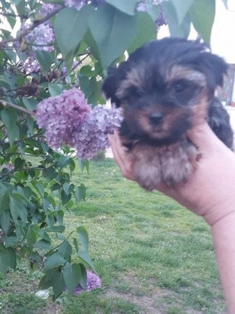 Yorki, yorkshire terrier