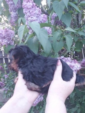 Yorki, yorkshire terrier