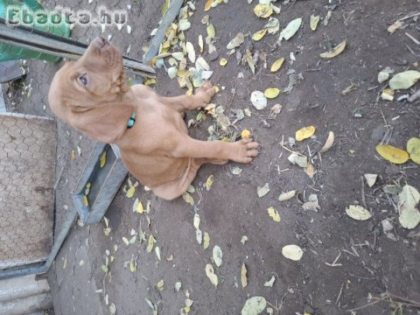 Magyar vizsla kiskutya keresi szerető gazdáját