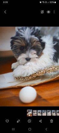 Yorkshire terrier