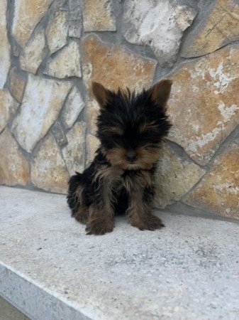 Yorkshire Terrier