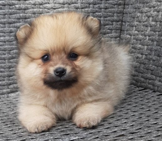 pomerániai törpe spitz