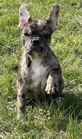 Francia bulldog