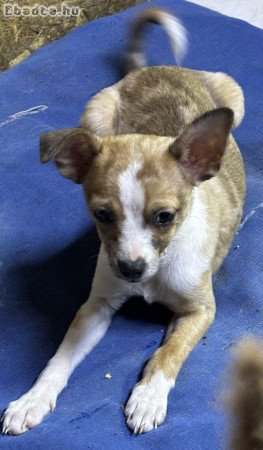 Csodaszép Merle csivava kisfiú