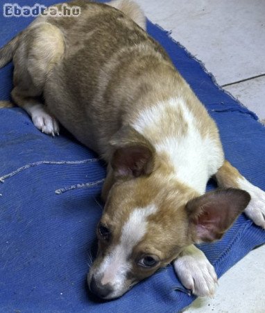 Csodaszép Merle csivava kisfiú