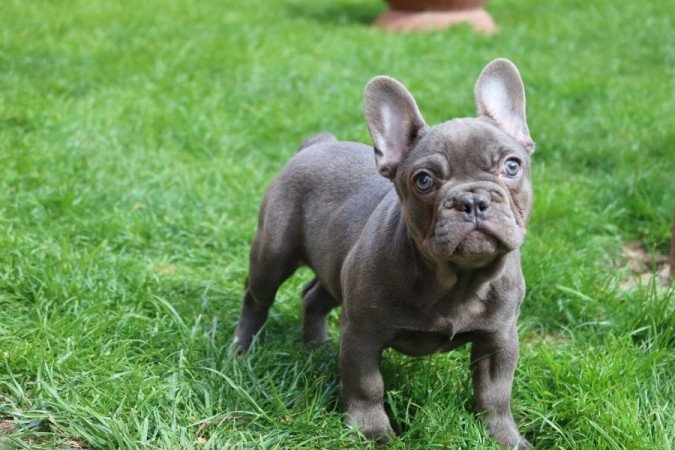 Francia bulldog