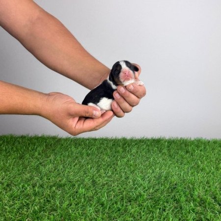 Cavalier King Charles spániel