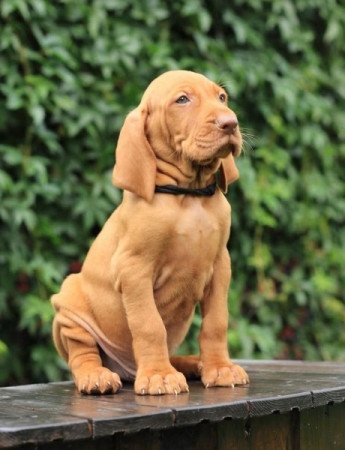 vizsla
