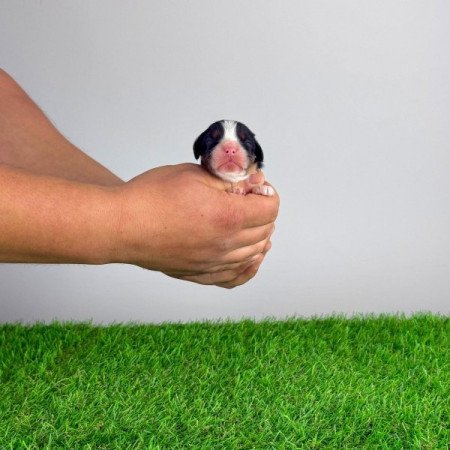 Cavalier King Charles spániel