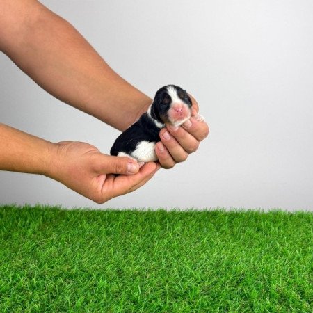 Cavalier King Charles spániel