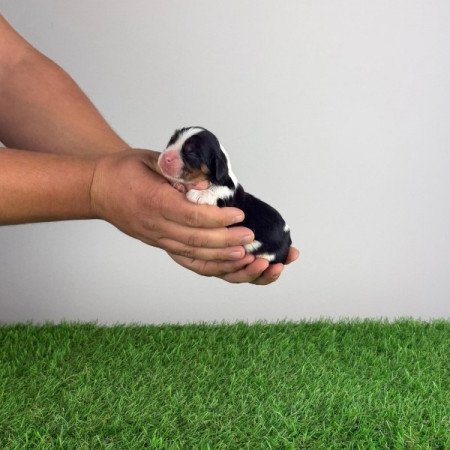 Cavalier King Charles spániel