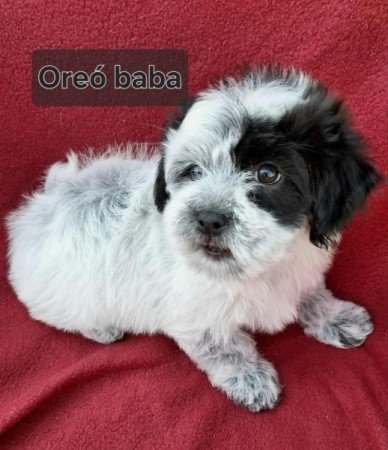 Bichon havanese